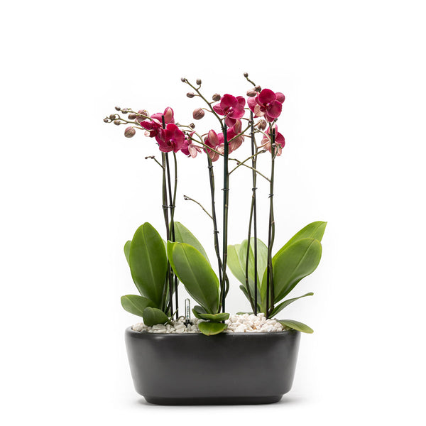 Arreglo de 3 orquídeas rosa en maceta especial