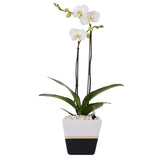 Arreglo de 1 orquídea blanca en maceta lucerna