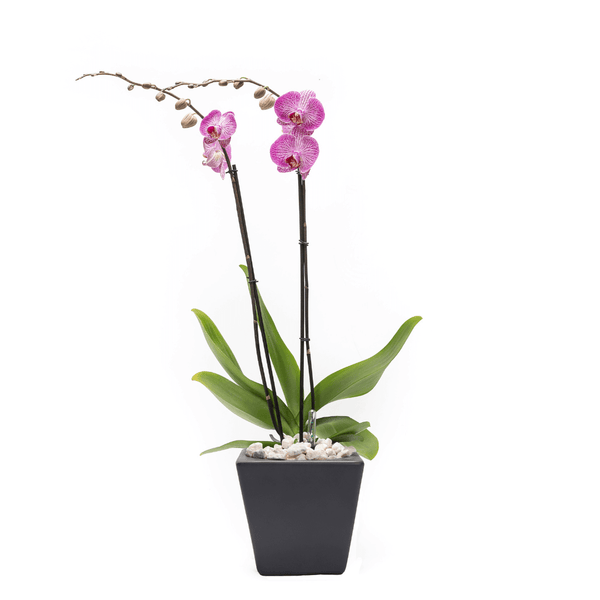 Arreglo de 1 orquídea exótica en maceta especial