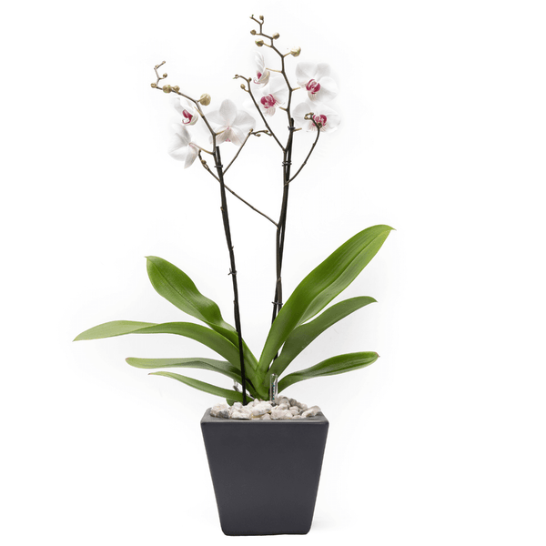 Arreglo de 1 orquídea blanca en maceta especial