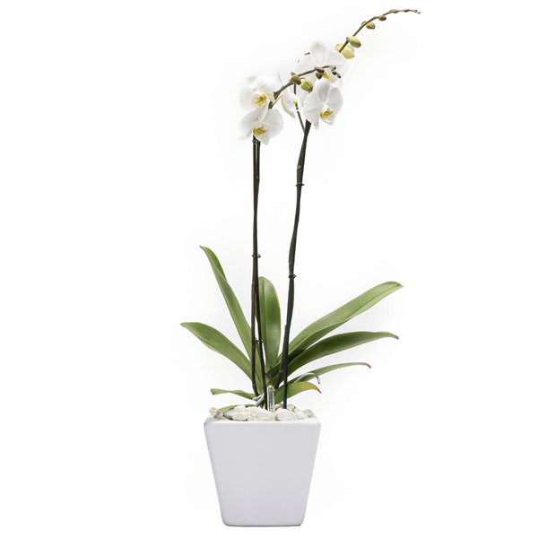 Arreglo de 1 orquídea blanca en maceta especial