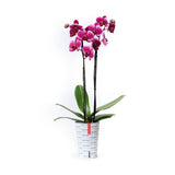 Orquídea morada con funda decorativa y autoriego