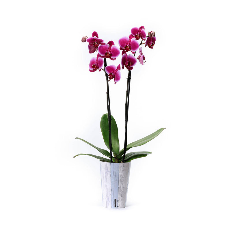 Orquídea morada con funda decorativa y autoriego