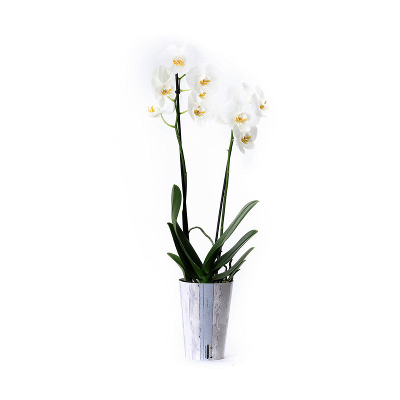 Orquídea blanca con funda decorativa y autoriego