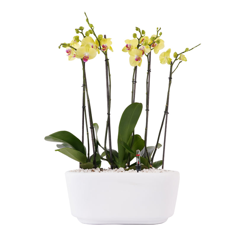Arreglo de 3 orquídeas amarillas en maceta especial