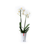 Orquídea blanca con funda decorativa y autoriego