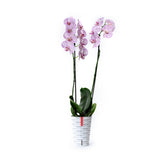 Orquídea exótica con funda decorativa y autoriego