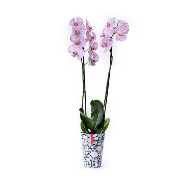 Orquídea exótica con funda decorativa y autoriego
