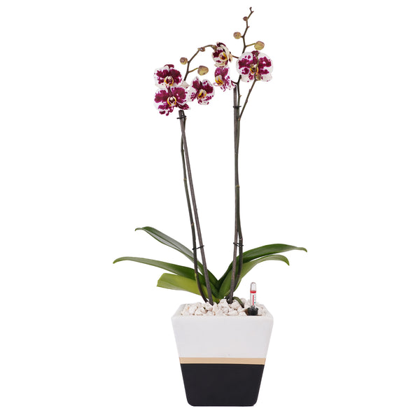 Arreglo de 1 orquídea exótica en maceta lucerna