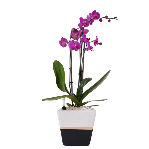 Arreglo de 1 orquídea morada en maceta lucerna