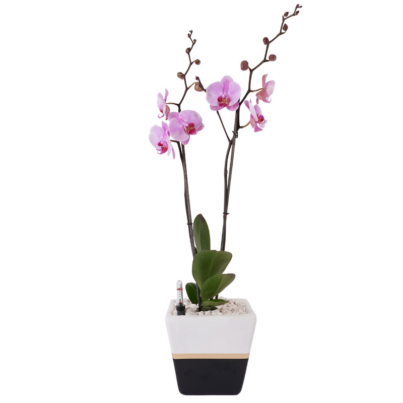 Chiltepec, Orquídea Natural con Flor Morada en Maceta de