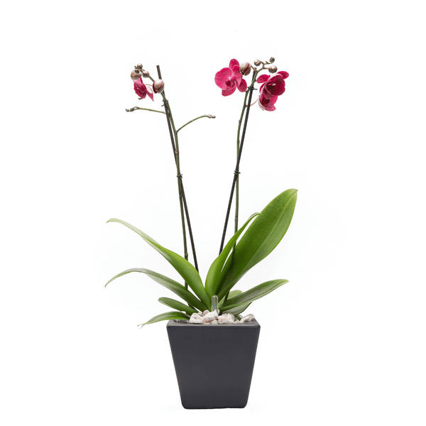 Arreglo de 1 orquídea rosa en maceta especial