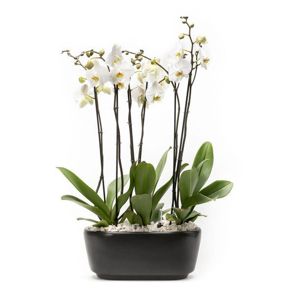 Arreglo de 3 orquídeas blancas en maceta especial