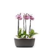 Arreglo de 3 orquídeas exóticas en maceta especial
