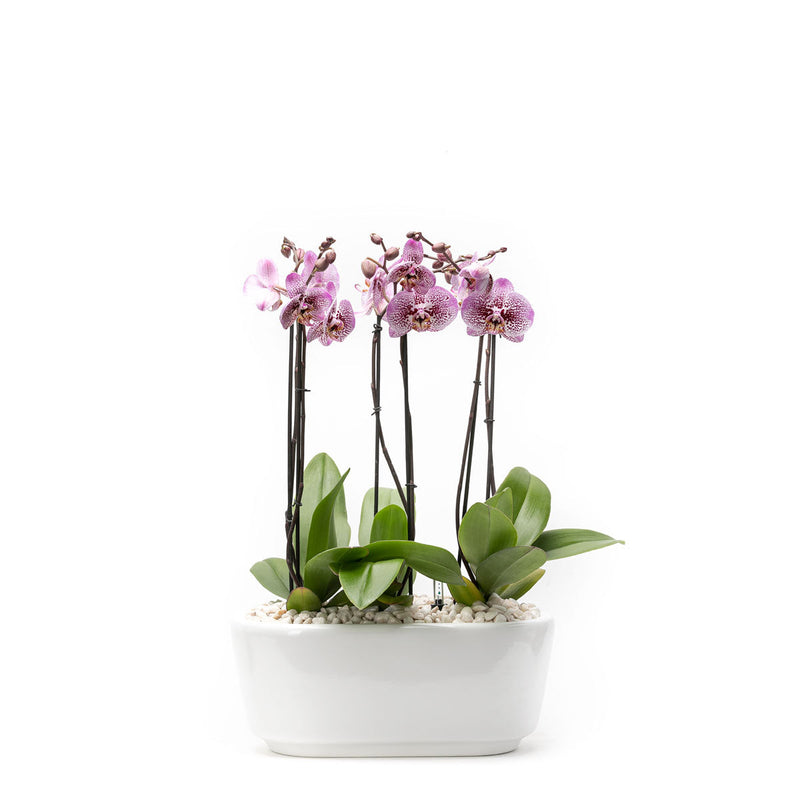Arreglo de 3 orquídeas exóticas en maceta especial