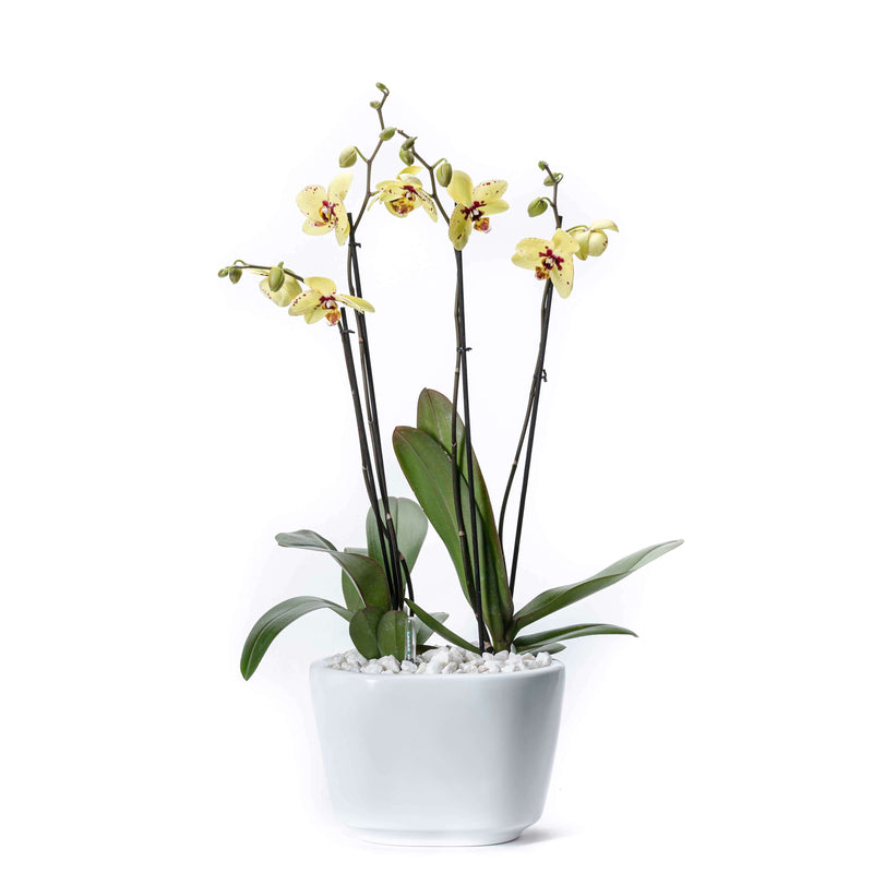 Arreglo de 2 orquídeas amarillas en maceta especial