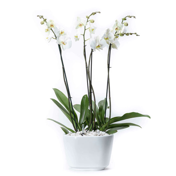 Arreglo de 2 orquídeas blanca en maceta especial