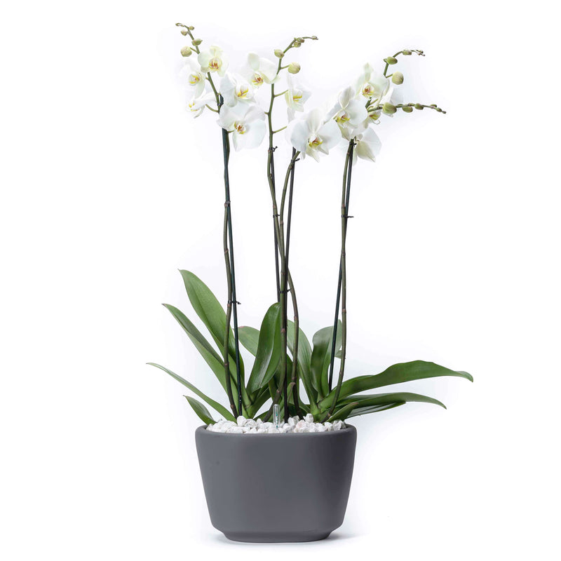 Arreglo de 2 orquídeas blanca en maceta especial