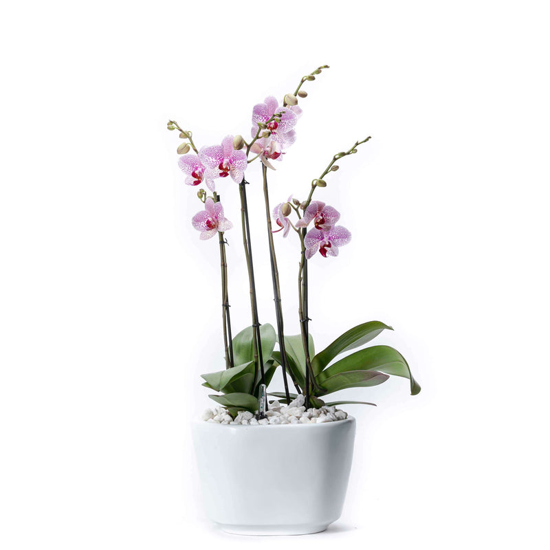 Arreglo de 2 orquídeas exóticas en maceta especial