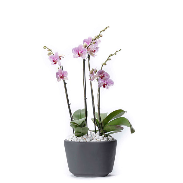 Arreglo de 2 orquídeas exóticas en maceta especial