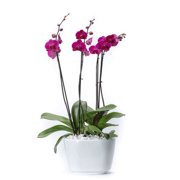 Arreglo de 2 orquídeas rosa en maceta especial